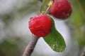 Fresh small red organic brazillian acerola cherry fruit Malpighia Glabra with green leaves. Fresh organic Acerola cherry on the Royalty Free Stock Photo