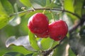 Fresh small red organic brazillian acerola cherry fruit Malpighia Glabra with green leaves. Fresh organic Acerola cherry on the Royalty Free Stock Photo