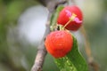 Fresh small red organic brazillian acerola cherry fruit Malpighia Glabra with green leaves. Fresh organic Acerola cherry on the Royalty Free Stock Photo