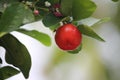 Fresh small red organic brazillian acerola cherry fruit Malpighia Glabra with green leaves. Fresh organic Acerola cherry on the Royalty Free Stock Photo