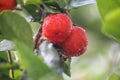 Fresh small red organic brazillian acerola cherry fruit Malpighia Glabra with green leaves. Fresh organic Acerola cherry on the Royalty Free Stock Photo