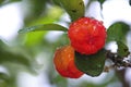 Fresh small red organic brazillian acerola cherry fruit Malpighia Glabra with green leaves. Fresh organic Acerola cherry on the Royalty Free Stock Photo