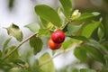 Fresh small red organic brazillian acerola cherry fruit Malpighia Glabra with green leaves. Fresh organic Acerola cherry on the Royalty Free Stock Photo