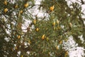 Fresh Small Spring Cones On Pine Tree In Forest Royalty Free Stock Photo