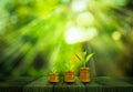 Fresh small tree growth on gold coins