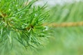 coniferous tree branch with long pine needles the drops of rain Royalty Free Stock Photo