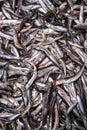 Fresh smelt, capelin or caplin fish. Selective focus Royalty Free Stock Photo