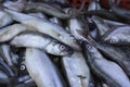Fresh smelt fish on the market Royalty Free Stock Photo