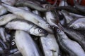 Fresh smelt fish on the market Royalty Free Stock Photo