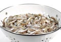 Fresh Smelts, osmerus eperlanus against White Background