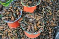 Fresh snails farmers market Chiapas, Mexico