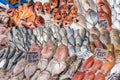Fresh snapper, mullet and trout for sale Royalty Free Stock Photo