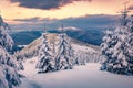 Fresh snow covered slopes and fir trees in Carpathian mountains, Ukraine, Europe. Royalty Free Stock Photo