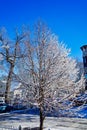 Fresh Snow on Tree, Suburban Chicago, USA