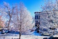 Fresh Snow on Tree, Suburban Chicago, USA