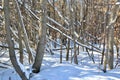 Fresh snow covering on ground and tree trunks Royalty Free Stock Photo