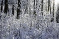 Snow covered shrubs in the park Royalty Free Stock Photo