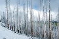 Dead pine trees covered with snow at Dunraven Pass, Yellowstone National Park