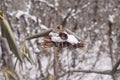 Fresh snow on dried plants. Green leaves covered with snow or ice crystals, frost on plant, freeze close-up. Winter scene. Royalty Free Stock Photo