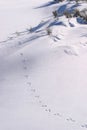 Animal tracks in the snow