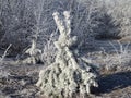 Fresh snow fall in October. Young spruce tree covered in beautiful blanket freshly fallen snow. Small Christmas tree Royalty Free Stock Photo