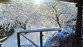 Fresh Snow in the garden with trees white view winter Royalty Free Stock Photo