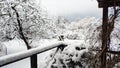 Fresh Snow in the garden with trees white view winter Royalty Free Stock Photo