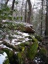 Fresh snow int he forest during the spring, in Smokeys, USA Royalty Free Stock Photo