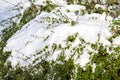 Fresh snow on a leafy green shrub or bush Royalty Free Stock Photo
