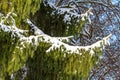 Fresh snow on a leafy green shrub or bush Royalty Free Stock Photo