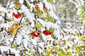 Fresh snow on Mountain Ash berries Royalty Free Stock Photo