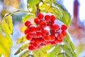 Fresh snow on Mountain Ash berries Royalty Free Stock Photo