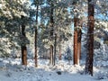 Fresh snow in an Oregon Ponderosa Pine forest