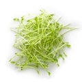 Fresh Snow pea sprouts isolated over a white background Royalty Free Stock Photo