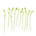 Fresh Snow pea sprouts isolated over a white background Royalty Free Stock Photo