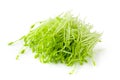 Fresh Snow pea sprouts isolated over a white background Royalty Free Stock Photo