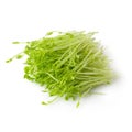 Fresh Snow pea sprouts isolated over a white background Royalty Free Stock Photo