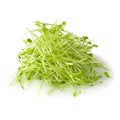 Fresh Snow pea sprouts isolated over a white background Royalty Free Stock Photo