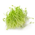 Fresh Snow pea sprouts isolated over a white background Royalty Free Stock Photo