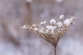 Macro closeup of snow covered dry wildflower head in winter Royalty Free Stock Photo