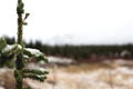 Fresh Snow on Small Pine Tree Royalty Free Stock Photo