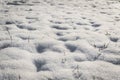 Fresh snow in sunny day Royalty Free Stock Photo