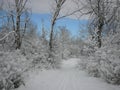 Fresh Snow on Trail Royalty Free Stock Photo