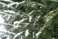 Fresh snow on yew branches with immature cones