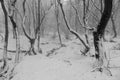 Fresh snow in the young beech forest