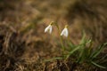 Snowdrops - Beautiful White Spring Flowers. The First Flowering Plants In Spring.