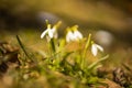 Snowdrops - Beautiful White Spring Flowers. The First Flowering Plants In Spring.