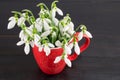 Fresh snowdrops bouquet on dark background Royalty Free Stock Photo