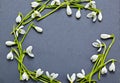 Fresh snowdrops on dark background Royalty Free Stock Photo