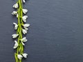 fresh snowdrops on dark background Royalty Free Stock Photo